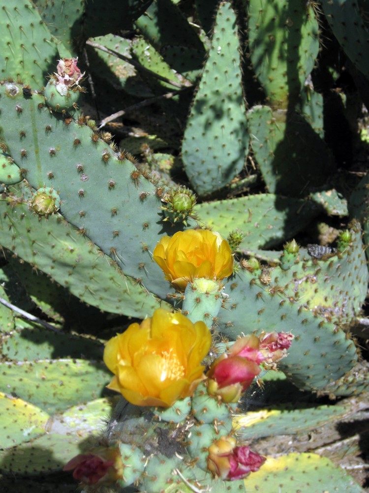 Opuntia Engelmannii var LINGUIFORMIS Vaca lengua Cactus de corte de 8+" 