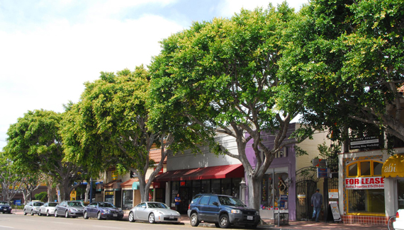 Photo showing urban street with trees.