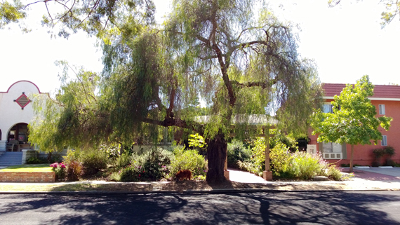110-year-old pepper tree in Kensington Park