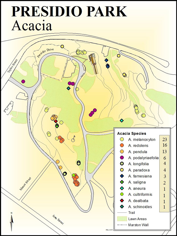 Presidio Park Acacia