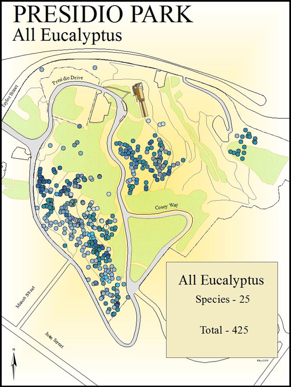 Presidio Park all Eucalyptus
