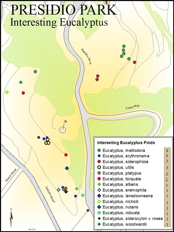 Presidio Park interestin Eucalyptus