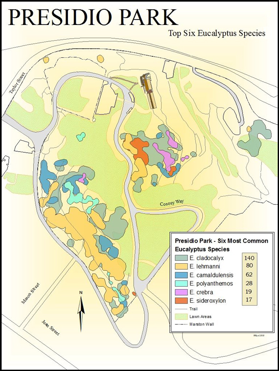 Presidio Park top 6 eucalyptus species