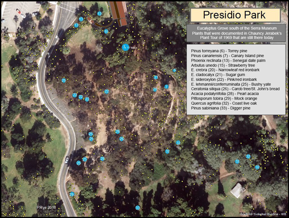 Presidio Park Eucalyptus grove