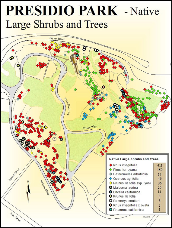 Presidio Park native large shrubs and trees