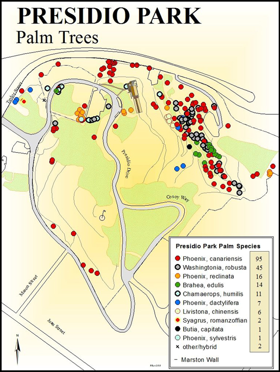 Presidio Park palm trees